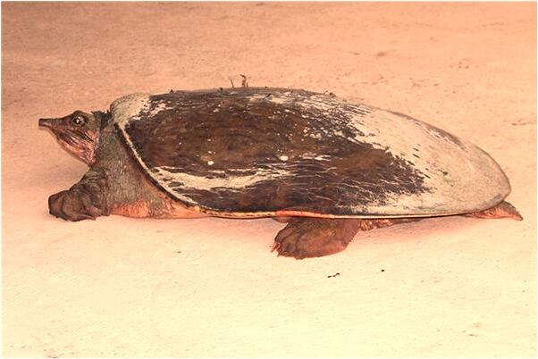 夢見男朋友有了別女人代表什麼_周公解夢官網