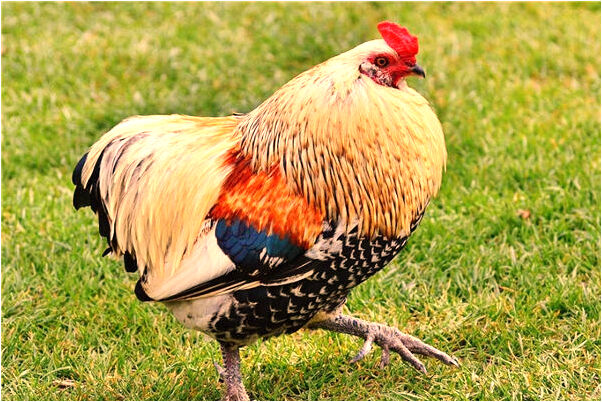 夢到了我自己準備去坐飛機是不是好的徵兆呢_周公解夢官網