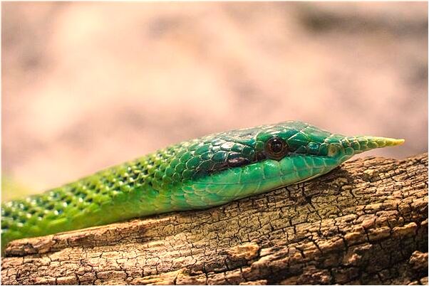 夢到趕上了火車意味著什麼_周公解夢官網