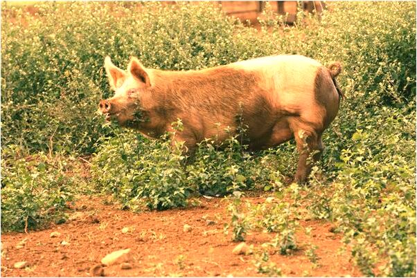 夢到了媽媽給自己買了件旗袍是什麼徵兆_周公解夢官網