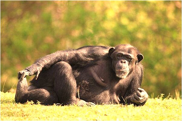 夢見在水中的地磚上跳躍好不好_周公解夢官網