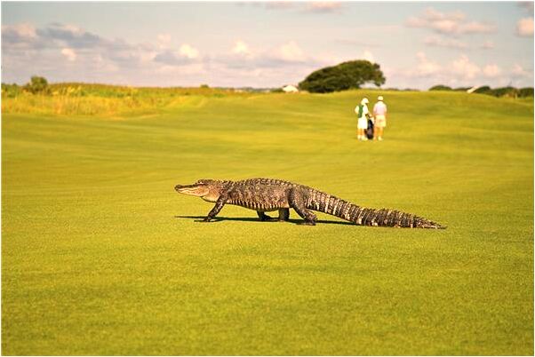 夢到蜘蛛被吃了代表著什麼_周公解夢官網