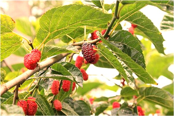 夢到兒子給河水沖走了有什麼寓意嗎？_周公解夢官網