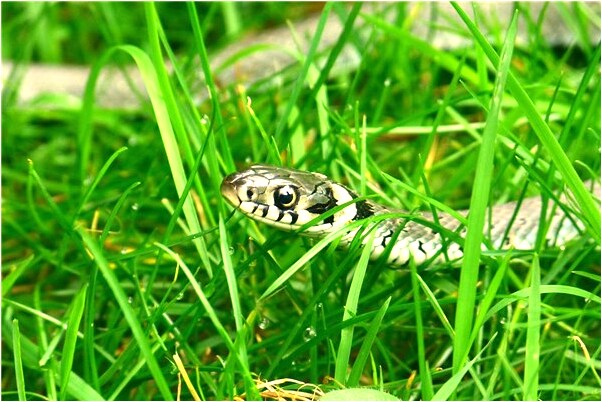 夢到一個陌生老男人追求有什麼含義_周公解夢官網