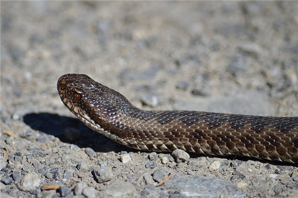 屬蛇的男人性格特徵_十二生肖