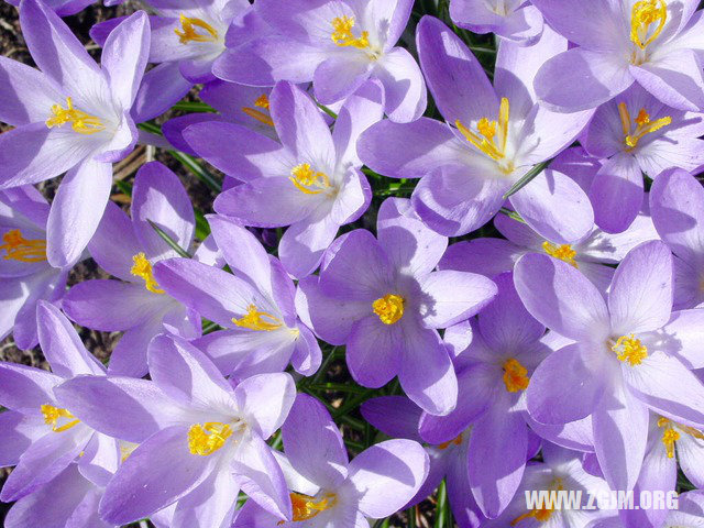 夢見家人被蛇咬_周公解夢夢到家人被蛇咬是什麼意思_做夢夢見家人被蛇咬好不好_周公解夢官網