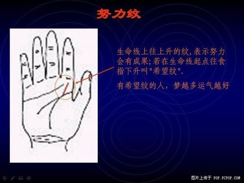 Palm fortune-telling various pattern recognition and the diagram of 8