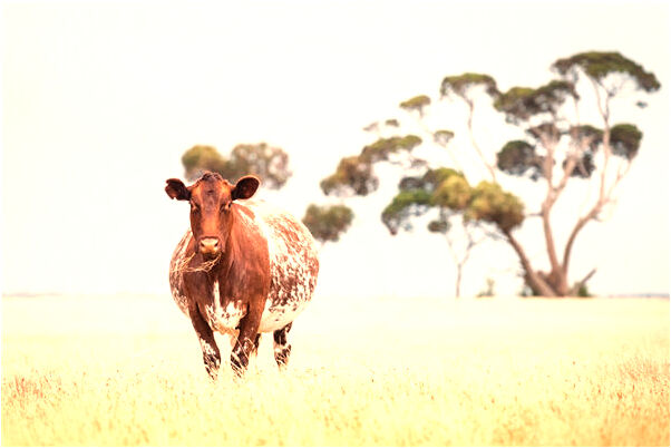 夢見重症病人好轉有什麼徵兆_周公解夢官網