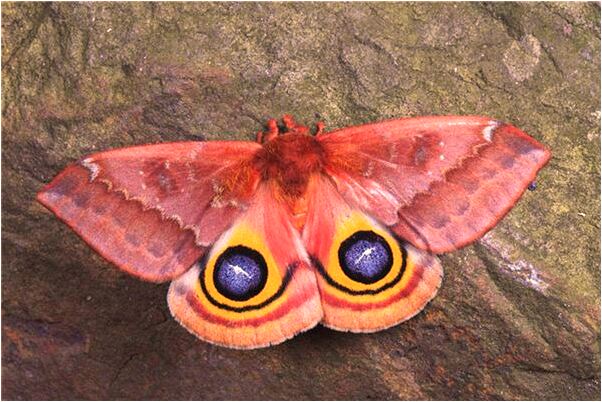 夢到了自己東西被別人砸爛會有什麼預兆_周公解夢官網