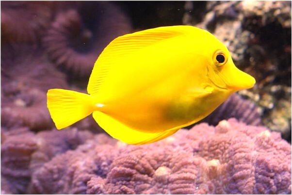 夢到鏟車挖山開路怎么樣_周公解夢官網