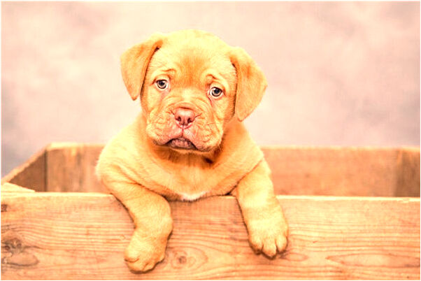 夢見說我老公歲走桃花運代表著什麼？_周公解夢官網