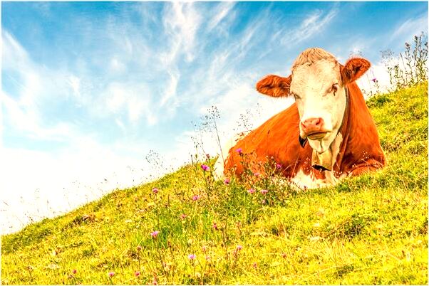 夢到了捉泥鰍魚是什麼意思_周公解夢官網