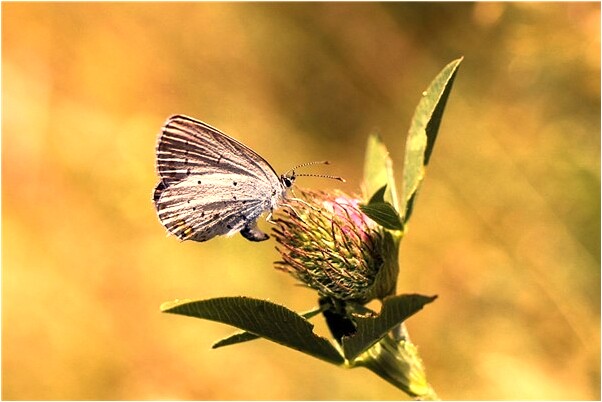 夢到了捏死蛇是什麼意思？_周公解夢官網