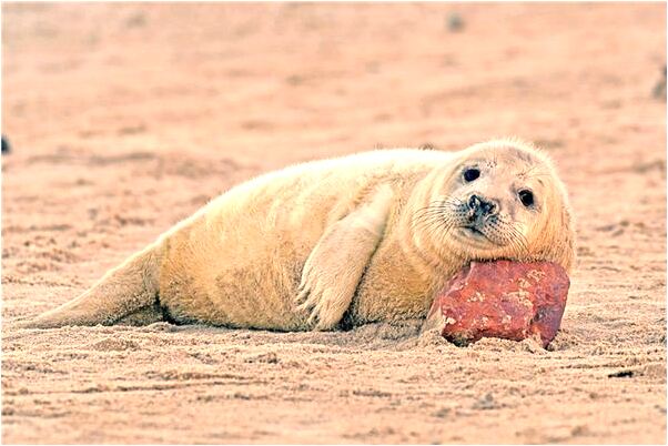 夢到我見上高中是什麼徵兆_周公解夢官網