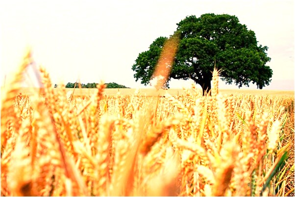 夢見撈到很多蝦黃鱔是什麼啟示_周公解夢官網