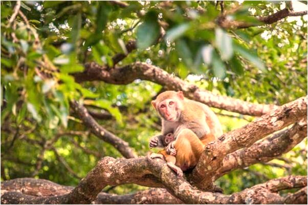 夢見觀音黃金會有什麼預兆_周公解夢官網