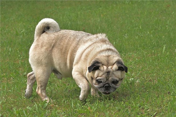 夢到了怕狗會怎麼樣_周公解夢