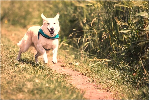 夢到了給保家仙上香預示著什麼_周公解夢官網