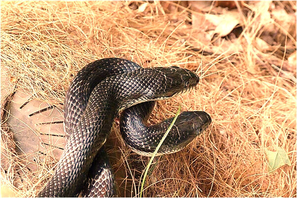 夢見網上被騙是什麼啟示_周公解夢官網