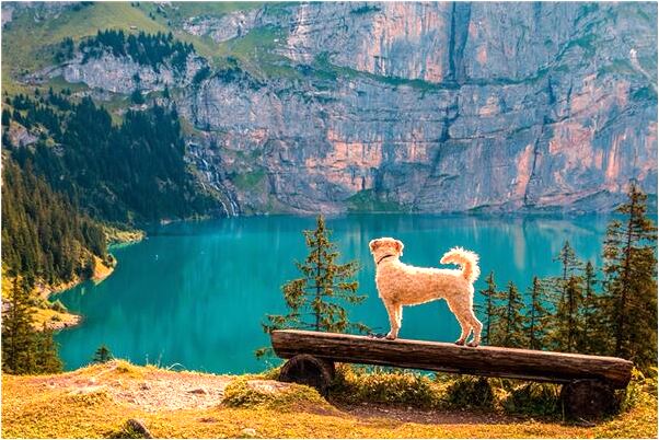 夢到了白紙黃邊黑字燈籠預示著什麼_周公解夢官網