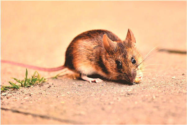 夢到自己和好多人一起打野豬是好事還是壞事_周公解夢官網