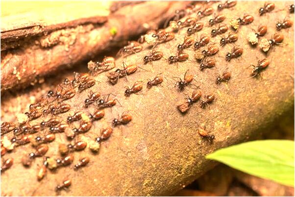 夢見海龜救人是啥預兆_周公解夢官網