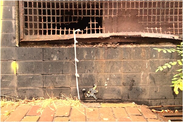 夢到了我領著女人大蛇有什麼預兆_周公解夢官網