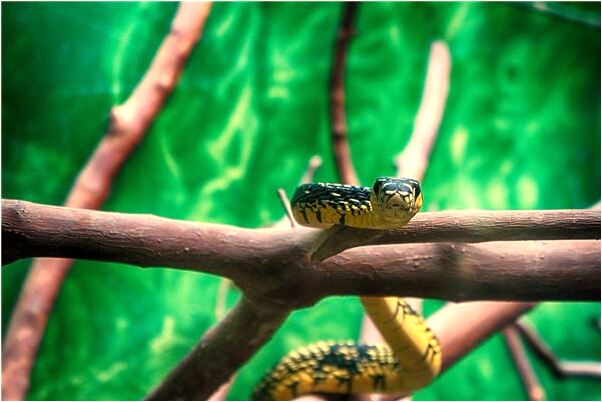 夢見貓被車撞死代表什麼_周公解夢官網