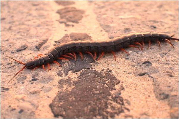 夢到父親身上長膿包代表什麼_周公解夢官網