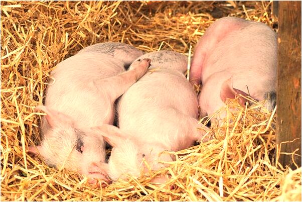 夢見步行住店很累是什麼意思_周公解夢官網