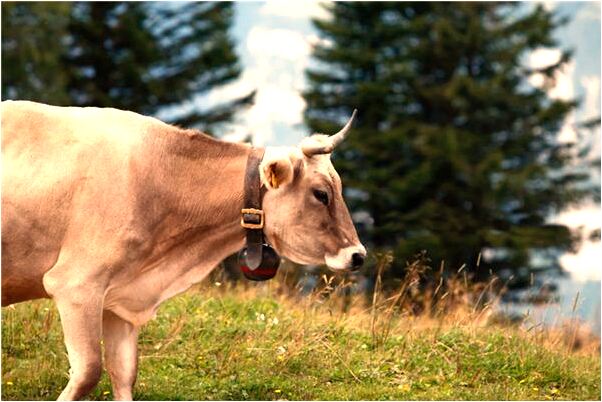 夢到數錢數了一晚上是咋回事_周公解夢官網