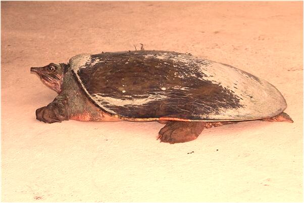 夢到別人喜歡自己擁有房子啥意思_周公解夢官網