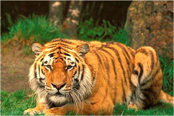 夢到老人死了還會說話預示了什麼_周公解夢官網