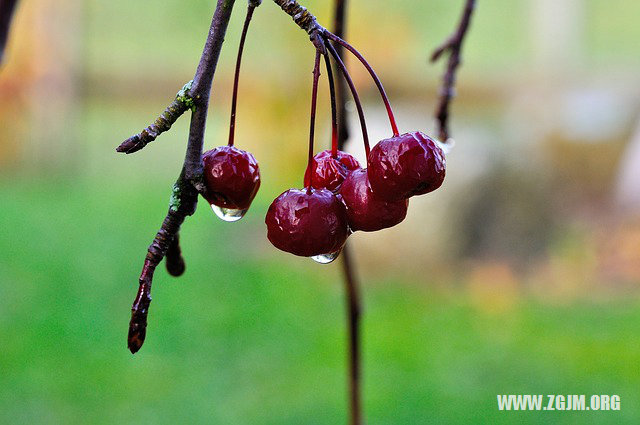 夢見錢財被偷_周公解夢夢到錢財被偷是什麼意思_做夢夢見錢財被偷好不好_周公解夢官網
