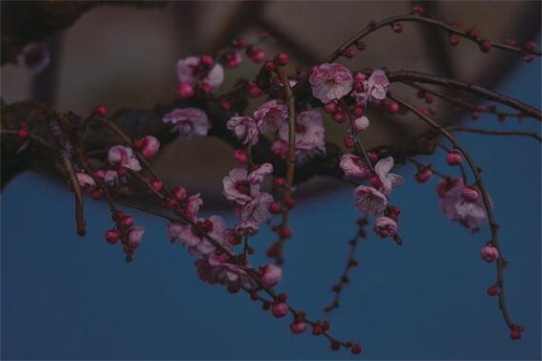 夢到臘梅預示了什麼_周公解夢