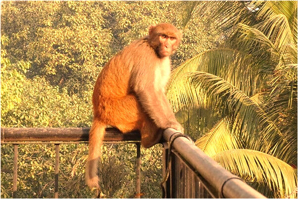 夢到嘴裡一窩活老鼠是什麼徵兆_周公解夢官網