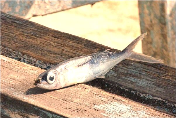 夢到被孩子尿濕了歇有什麼意思嗎_周公解夢官網