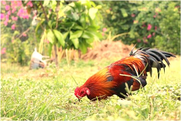 夢到夢屋外掛燈是啥預兆_周公解夢官網