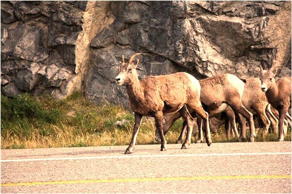 夢到了被男朋友拐賣是凶兆還是吉兆_周公解夢官網