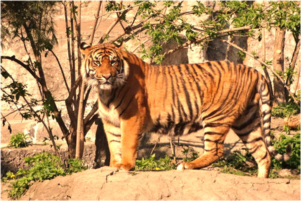 夢見和嫂子鬧彆扭有什麼意思_周公解夢官網