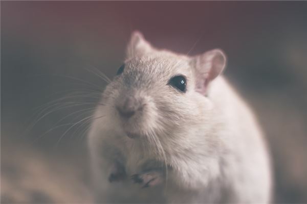 夢見白鼠_周公解夢