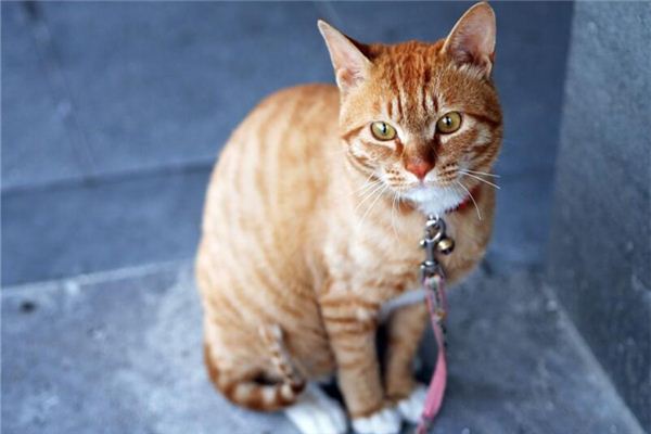 夢見貓是狐仙還是黃仙_周公解夢