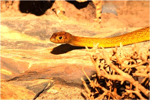 夢到小朋友送小鳥是什麼意思？_周公解夢官網