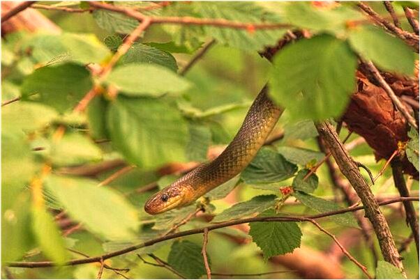 夢見衣櫃打壞什麼寓意_周公解夢官網