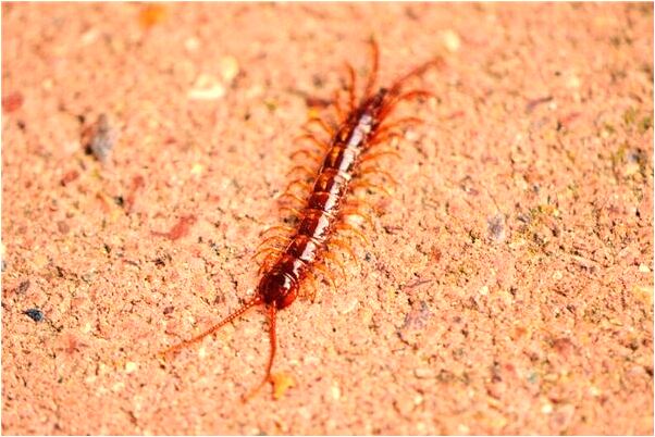 夢到嬰兒索命會是什麼預兆_周公解夢官網