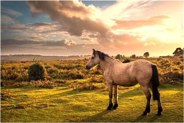 夢見自己有新戀人預兆了什麼嗎_周公解夢官網