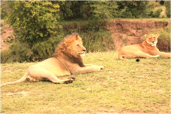 夢見回到阿姨家有枯樹是什麼意思？_周公解夢官網