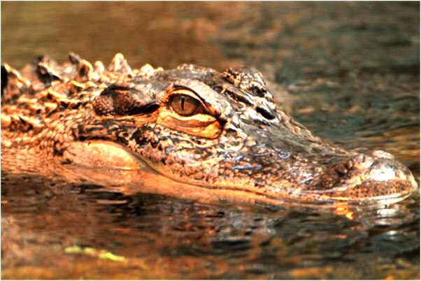 夢見被白蛇纏身意味著什麼_周公解夢官網