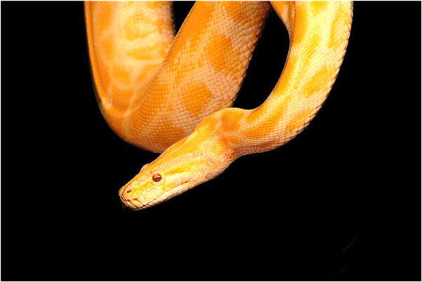 夢見餵女兒土豆好不好_周公解夢官網