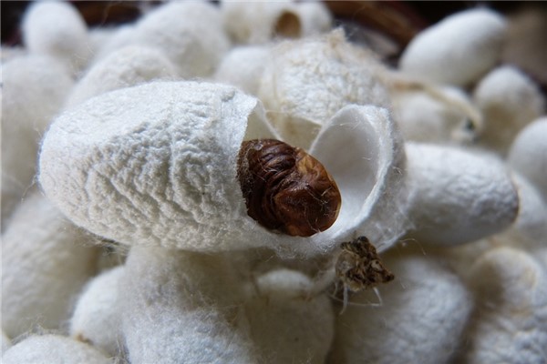 夢見破繭是不是好的徵兆呢_周公解夢